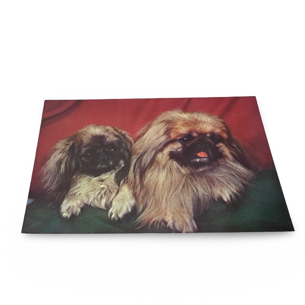 Vintage Pekingese Dogs Postcard Unused New 1960s Clara Faulkner Kodachrome 4527G